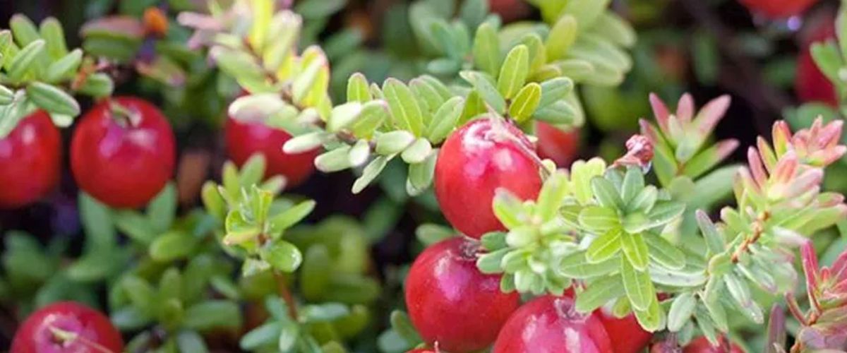 Moosbeeren &ndash; Klein aber oho!